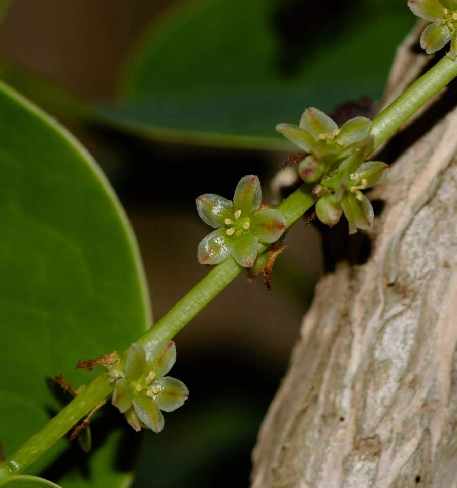 Image of genus Phyllanthus specimen.