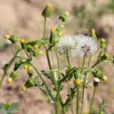 Senecio vulgaris. Верхушки побегов с соцветиями и соплодиями. Ленинградская обл., Ломоносовский р-н, окр. дер. Мурилово, пустырь. 11.07.2010.