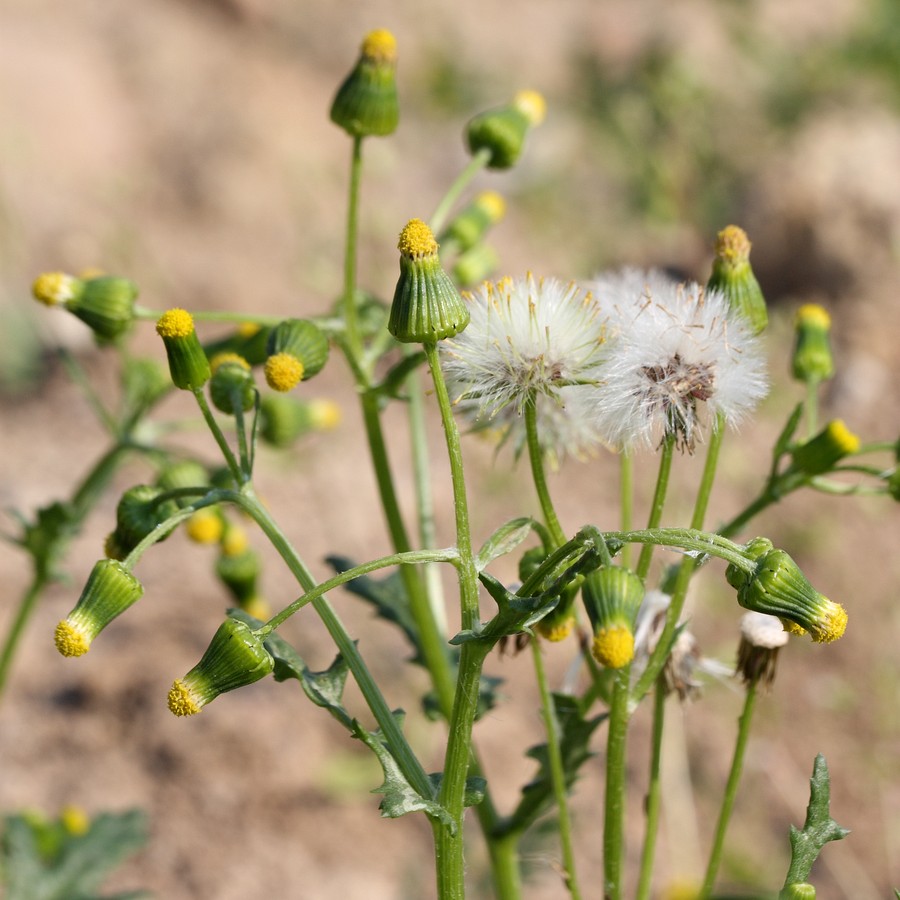 Изображение особи Senecio vulgaris.