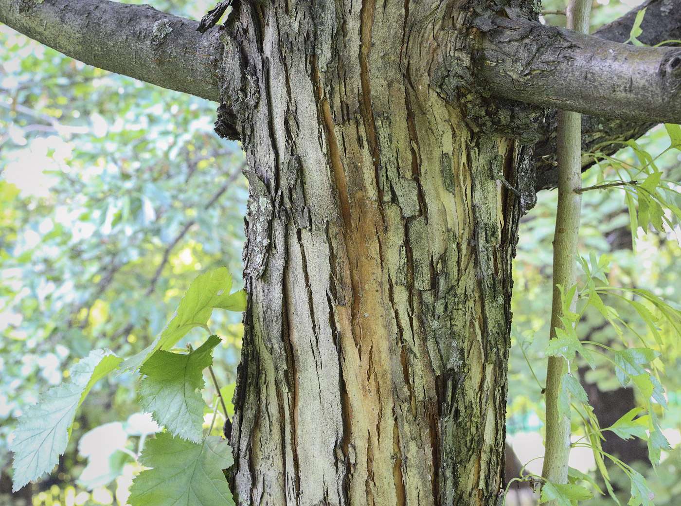 Image of genus Crataegus specimen.