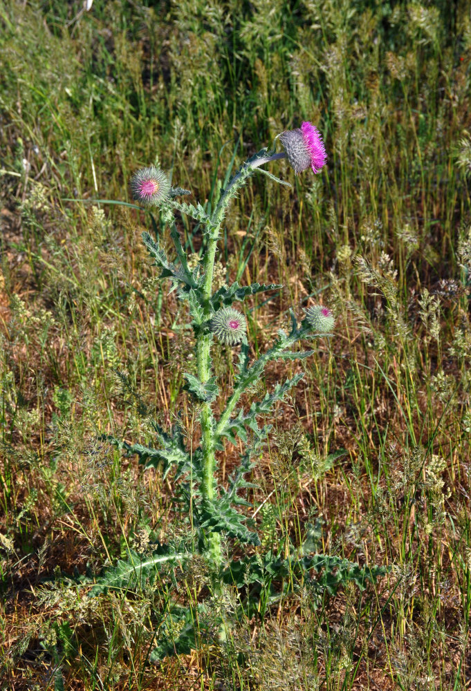 Image of Carduus uncinatus ssp. davisii specimen.