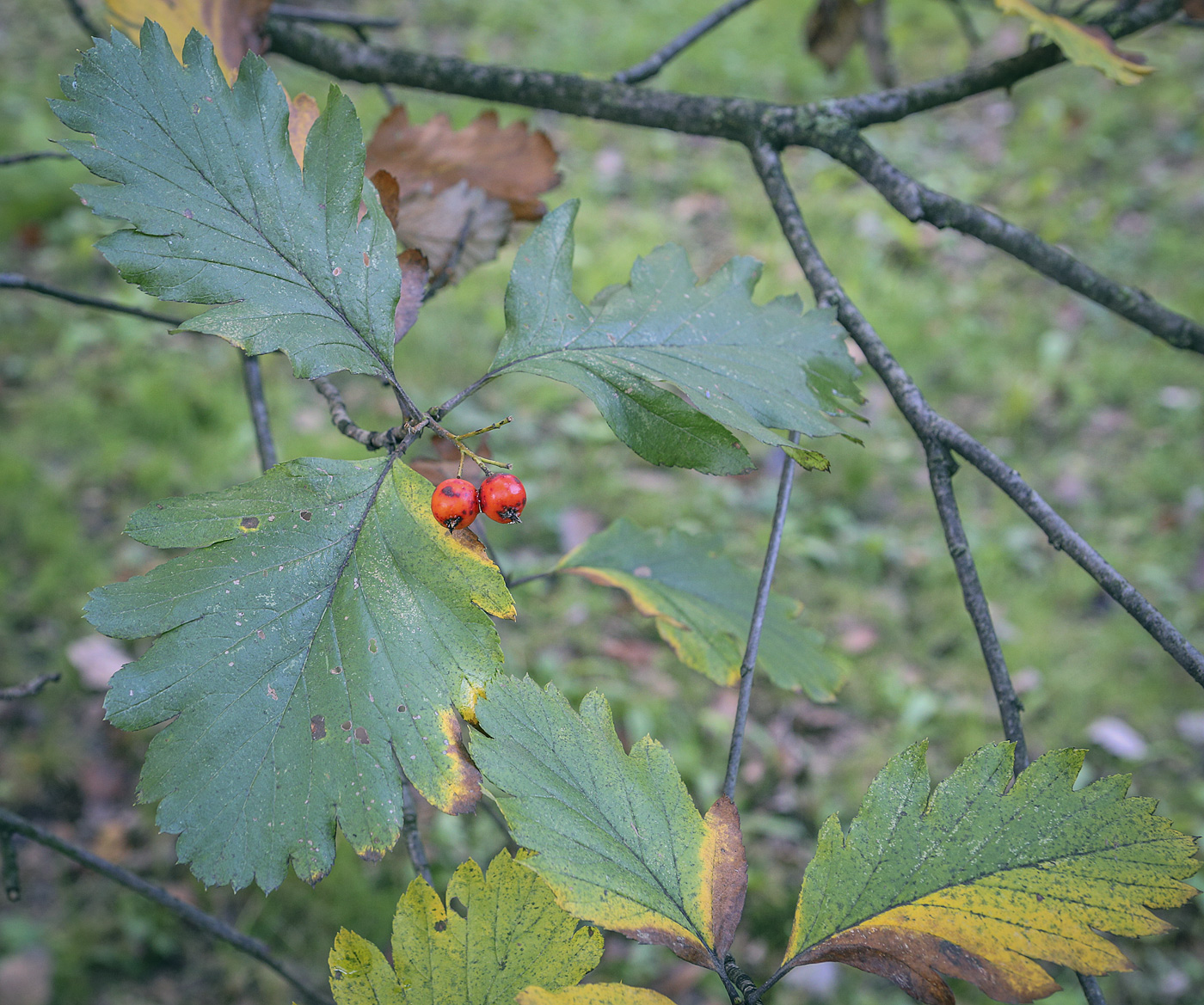 Image of Sorbus intermedia specimen.