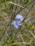 Cichorium intybus