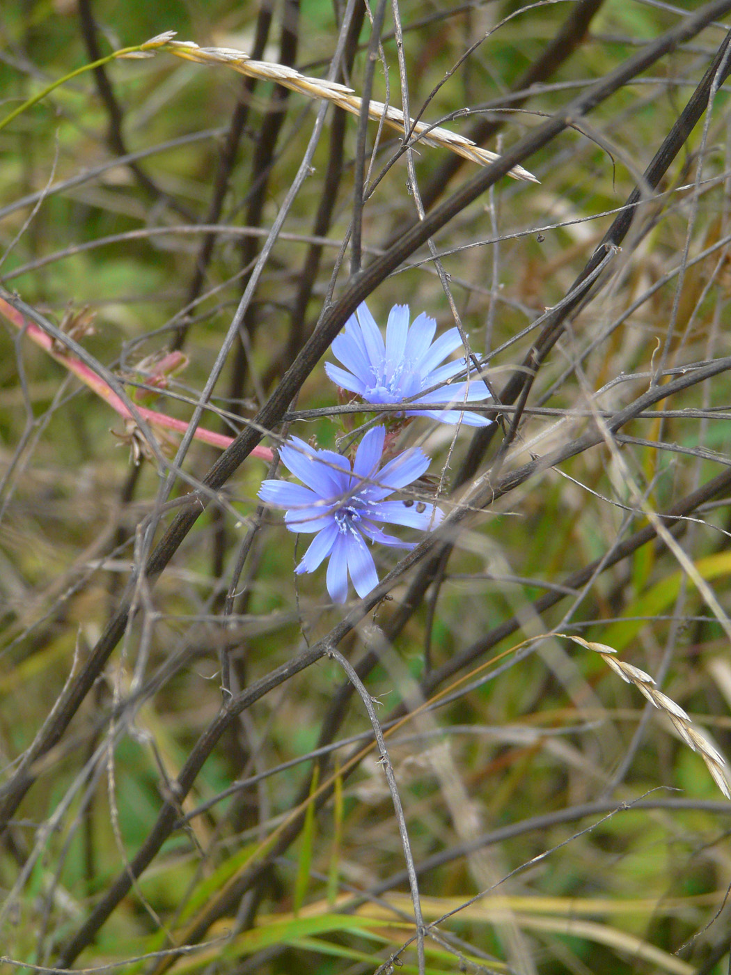 Image of Cichorium intybus specimen.