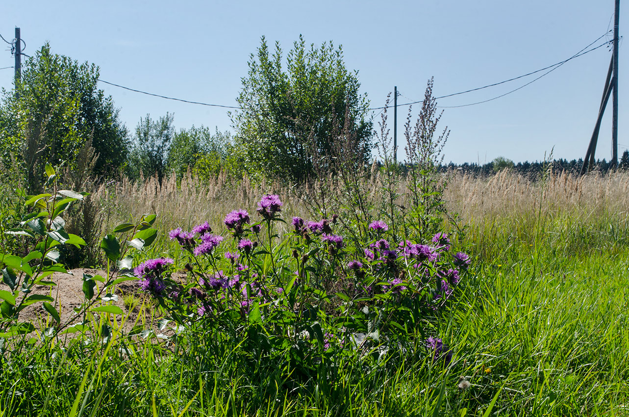 Изображение особи Centaurea pseudophrygia.