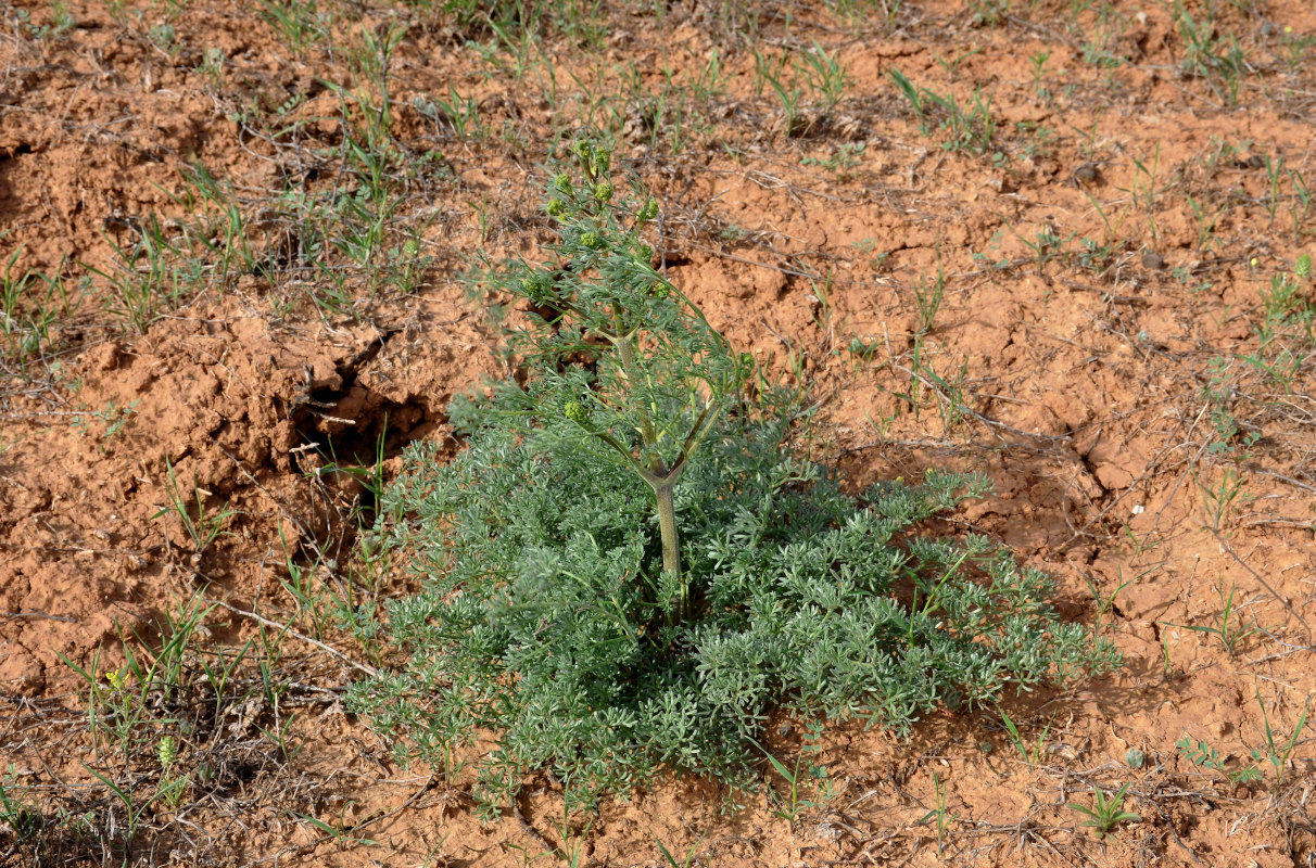 Image of Prangos odontalgica specimen.