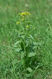 Bunias orientalis. Цветущее растение. Республика Татарстан, г. Казань. 04.06.2010.