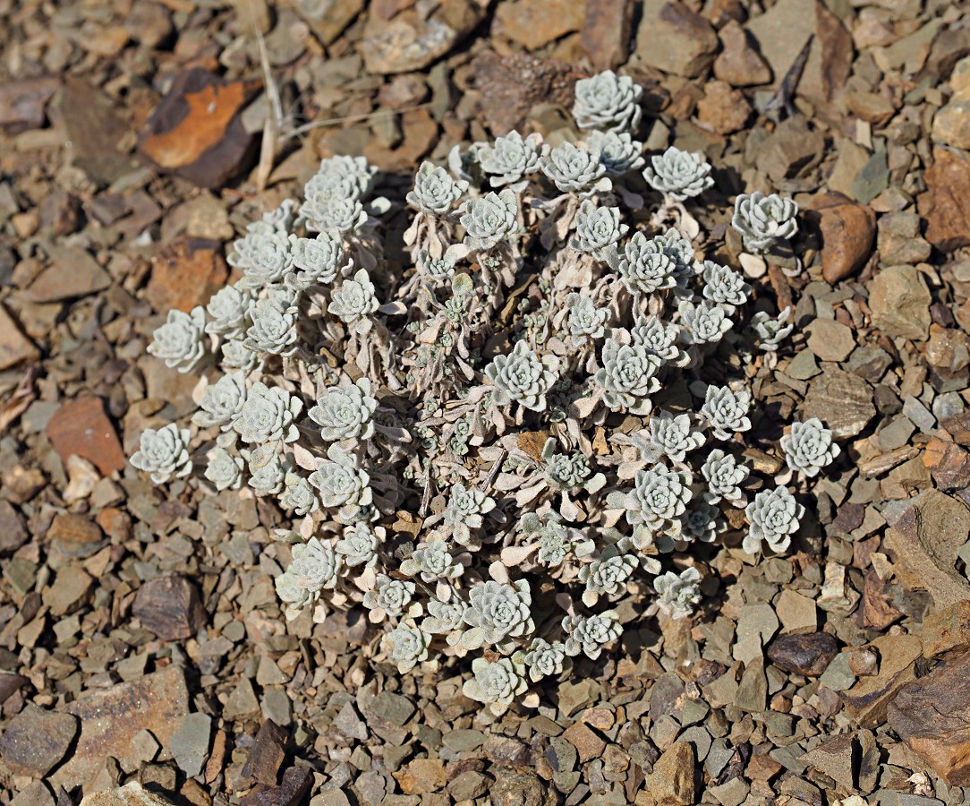 Image of Odontarrhena obtusifolia specimen.