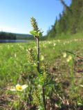 Salix rhamnifolia