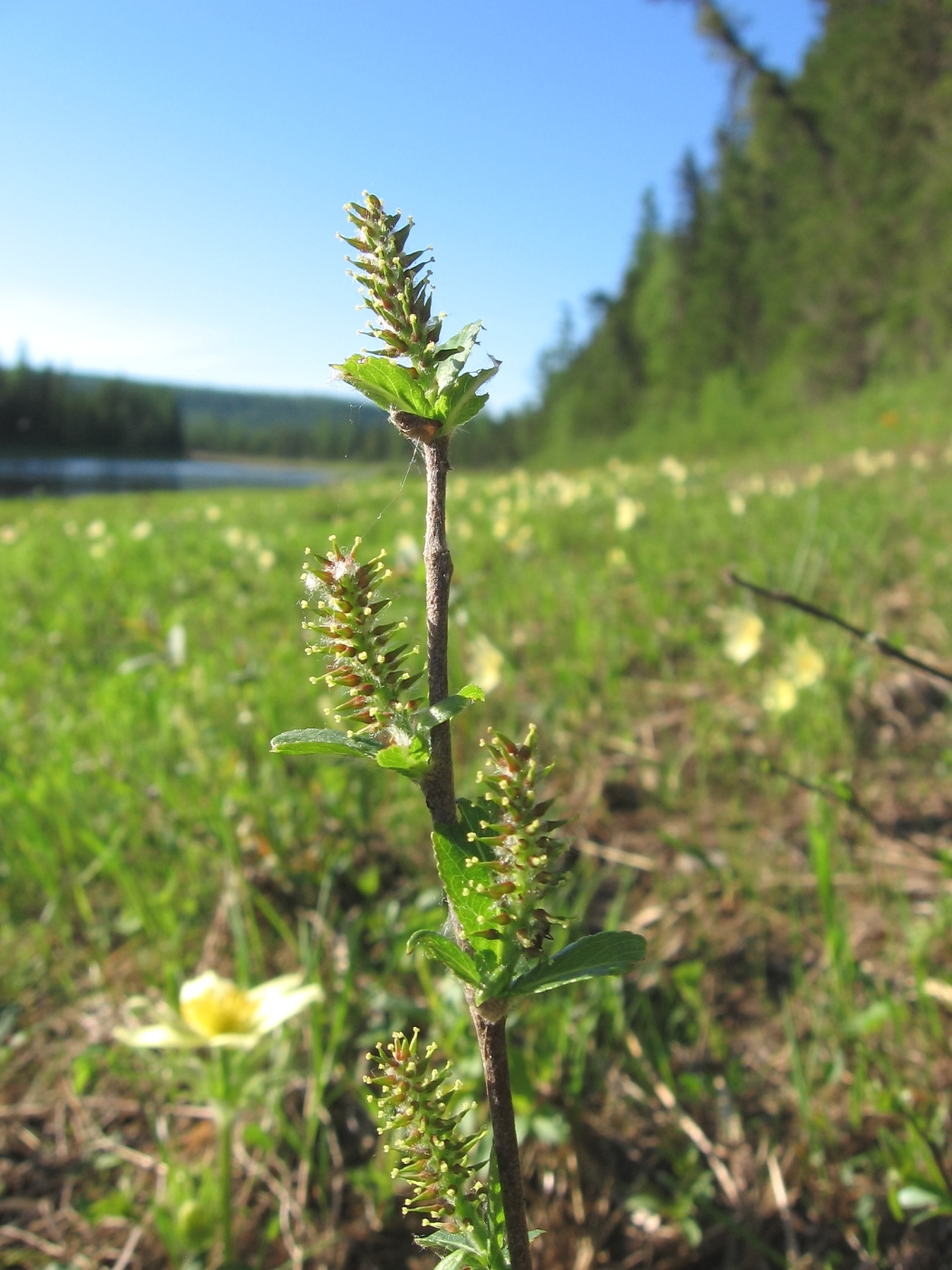 Изображение особи Salix rhamnifolia.