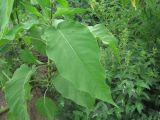 Persicaria orientalis