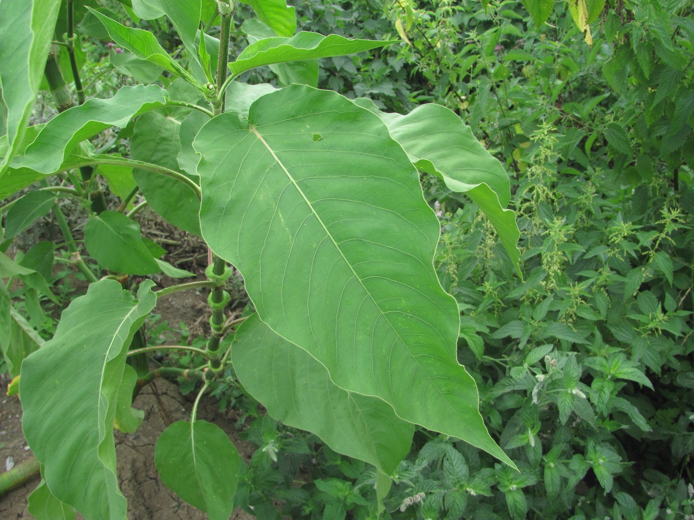 Изображение особи Persicaria orientalis.