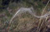 Stipa pennata