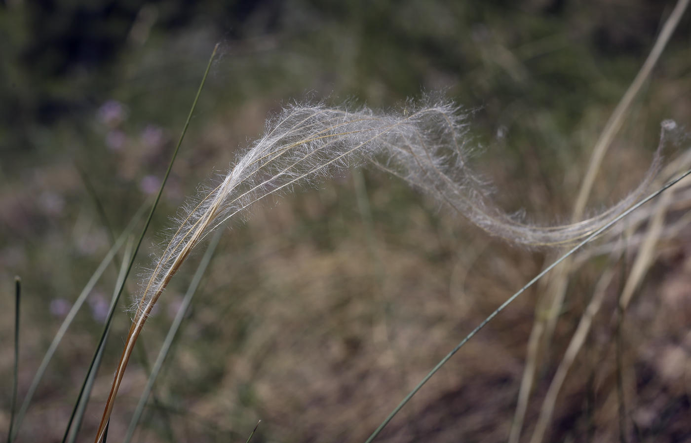 Изображение особи Stipa pennata.