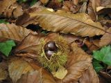 Castanea sativa. Раскрывшееся соплодие, лежащее на опавших листьях. Нидерланды, провинция Гронинген, Харен, в культуре. 7 октября 2007 г.