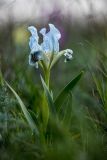 Iris pumila. Цветущее растение. Ростовская обл., Орловский р-н, окр. пос. Волочаевский, Приманычская степь, степной склон у оз. Лопуховатое. 16.04.2022.