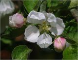 Malus domestica