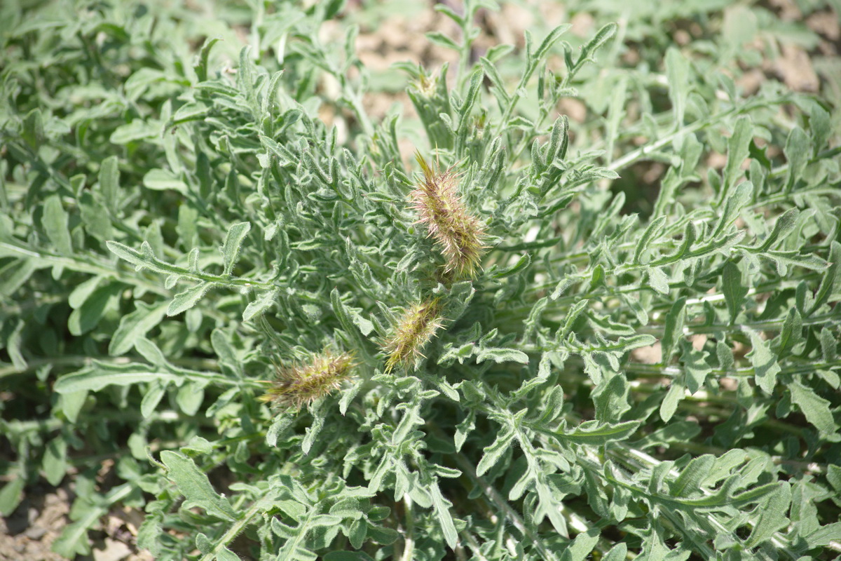 Изображение особи семейство Asteraceae.