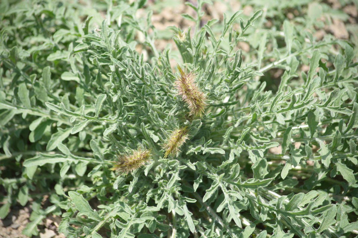 Изображение особи семейство Asteraceae.