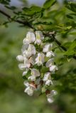 Robinia pseudoacacia
