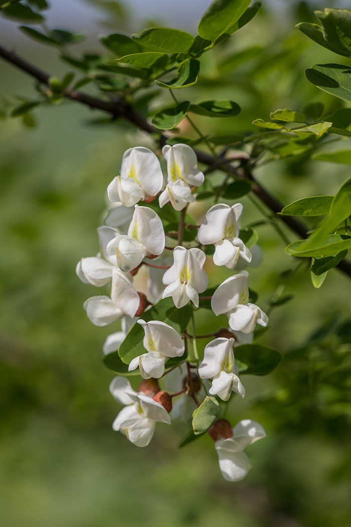 Изображение особи Robinia pseudoacacia.