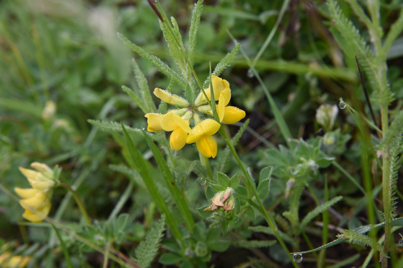 Image of Lotus caucasicus specimen.