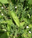 Plantago urvillei