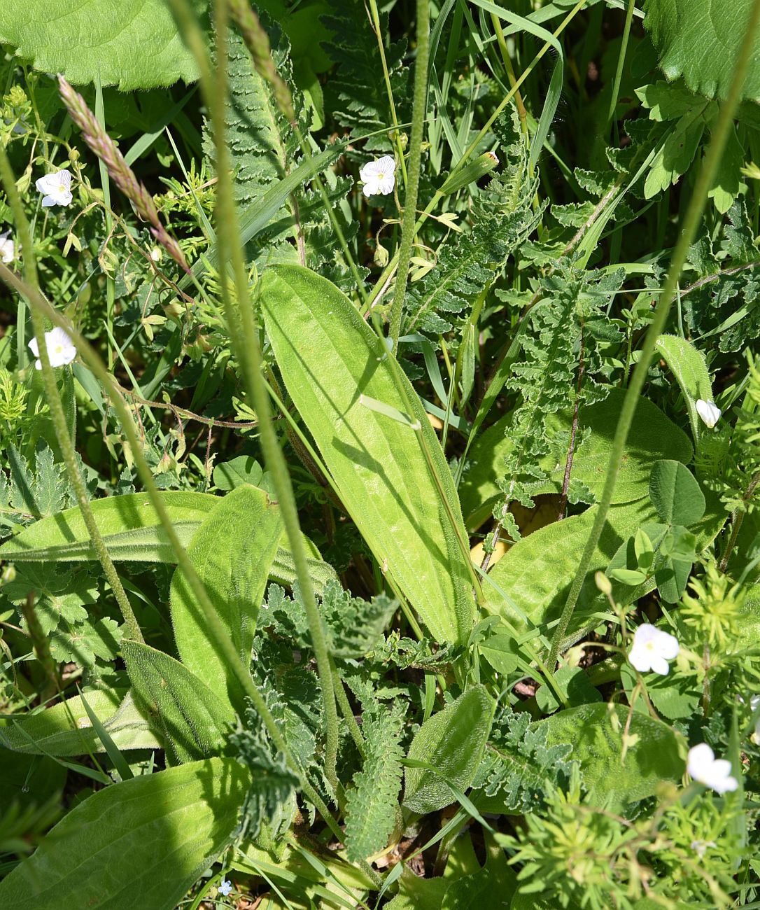 Изображение особи Plantago urvillei.