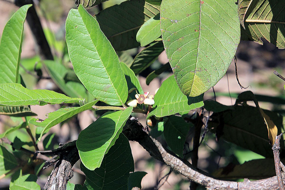 Image of Psidium guajava specimen.