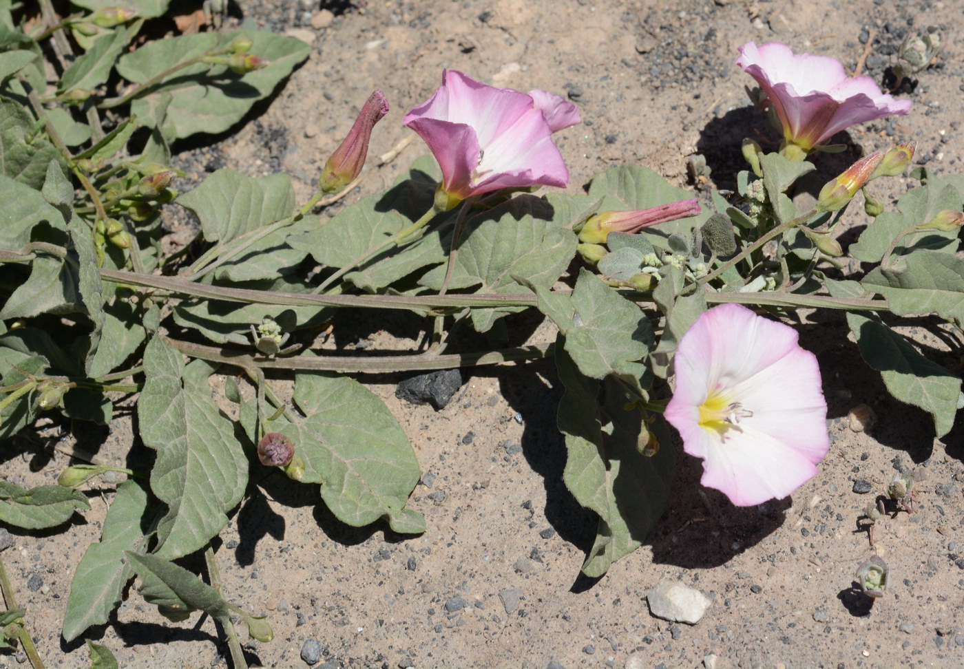 Изображение особи Convolvulus arvensis.