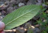 Mentha longifolia