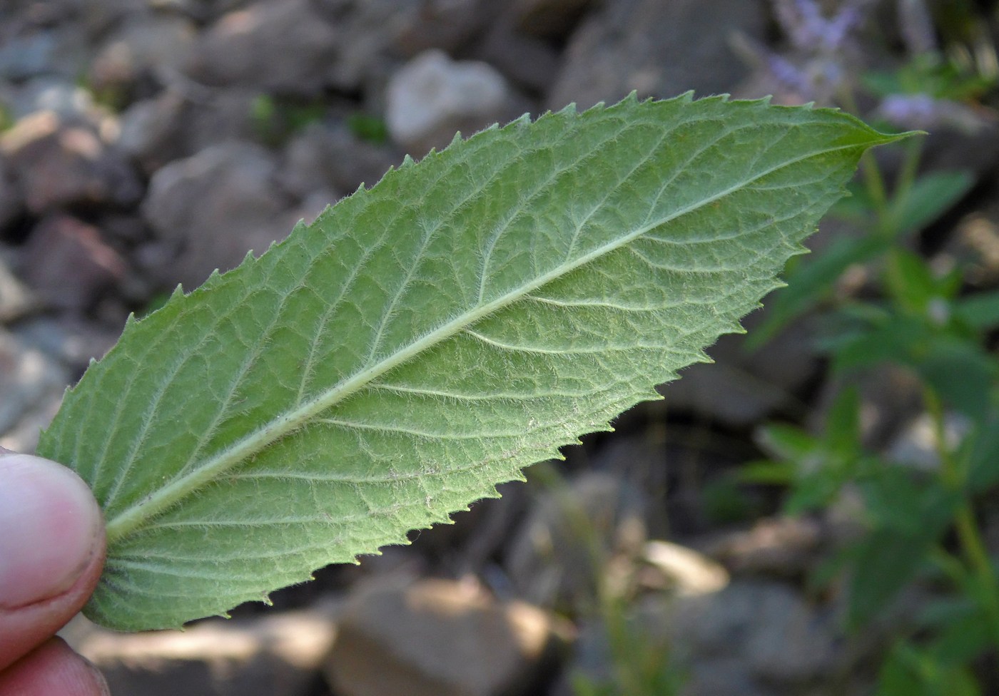 Image of Mentha longifolia specimen.