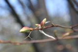 Tilia platyphyllos