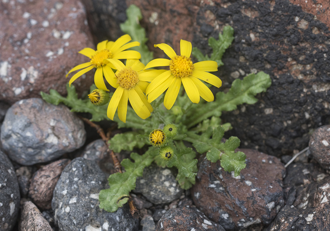 Изображение особи Senecio sosnovskyi.