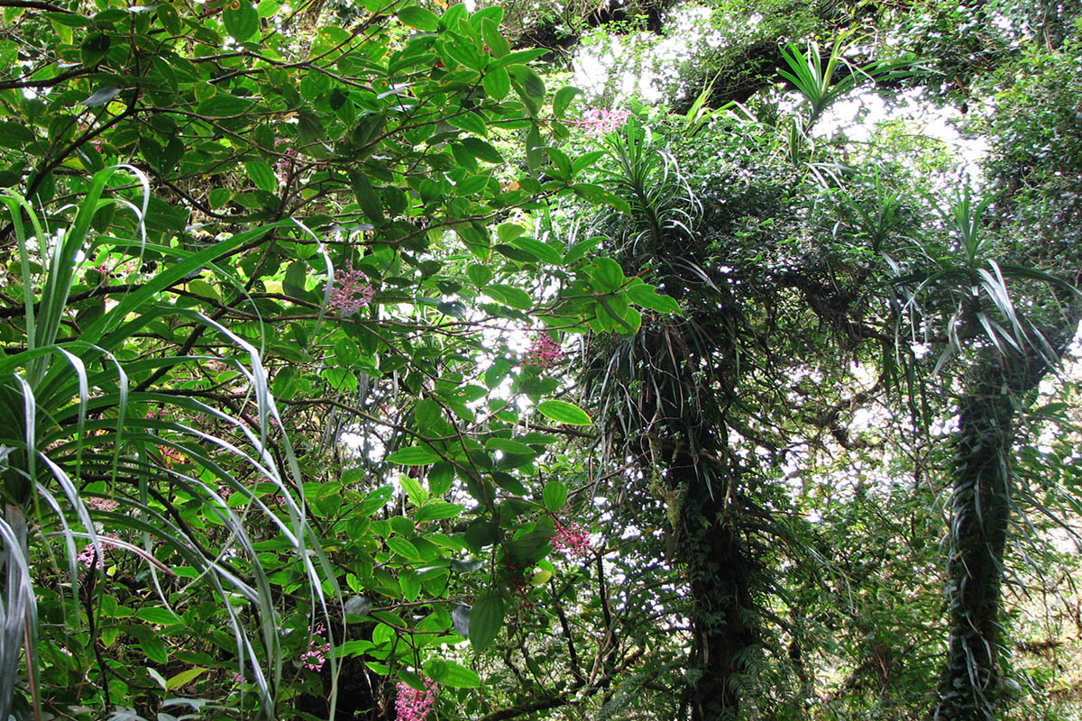 Image of genus Medinilla specimen.