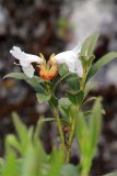 Rhododendron ciliatum. Ветвь с соцветием и листьями. Бутан, дзонгхаг Пунакха, национальный парк \"Royal Botanical\". 03.05.2019.