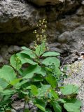 Cotinus coggygria