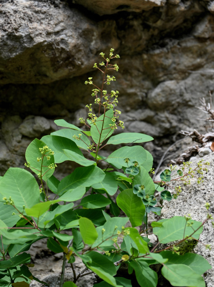 Image of Cotinus coggygria specimen.