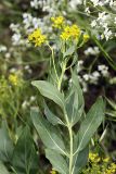 Haplophyllum latifolium