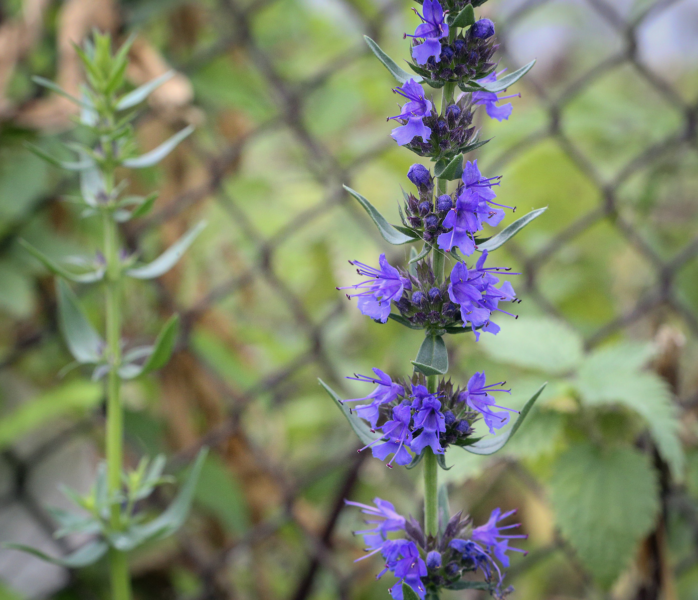 Image of Hyssopus officinalis specimen.