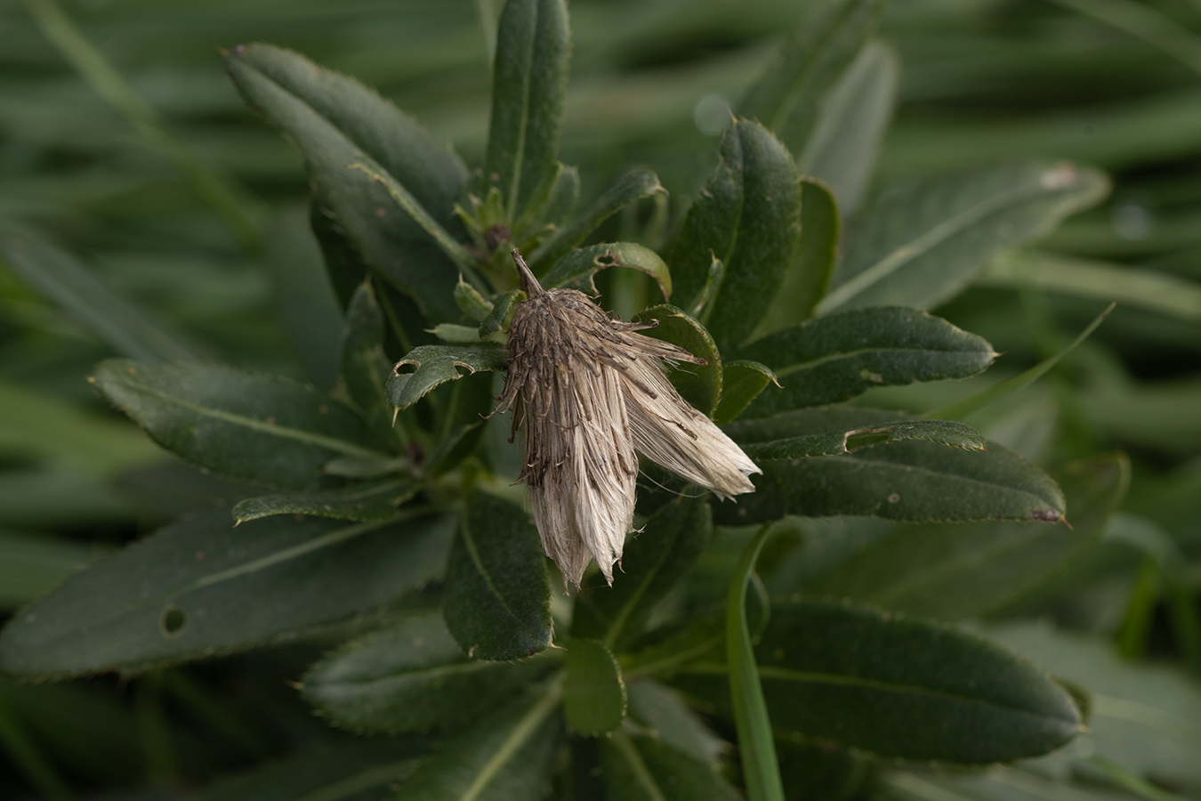 Image of Cirsium setosum specimen.