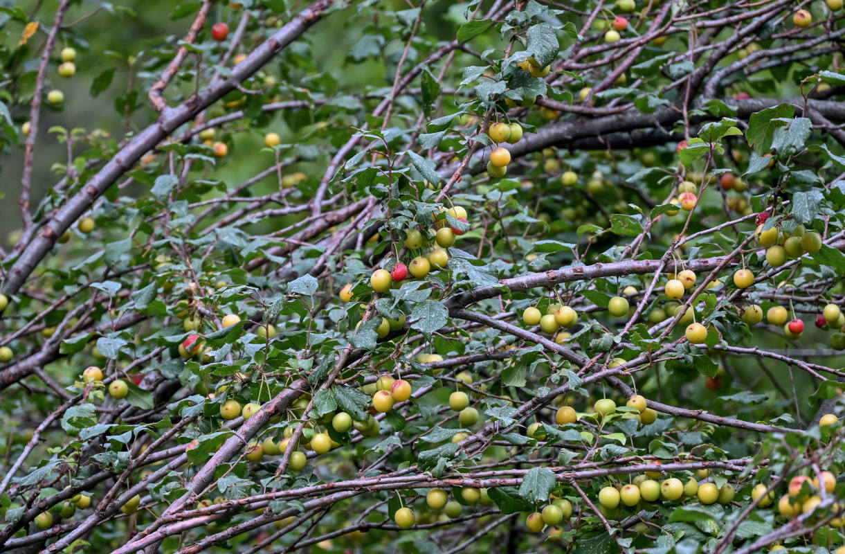 Изображение особи род Prunus.