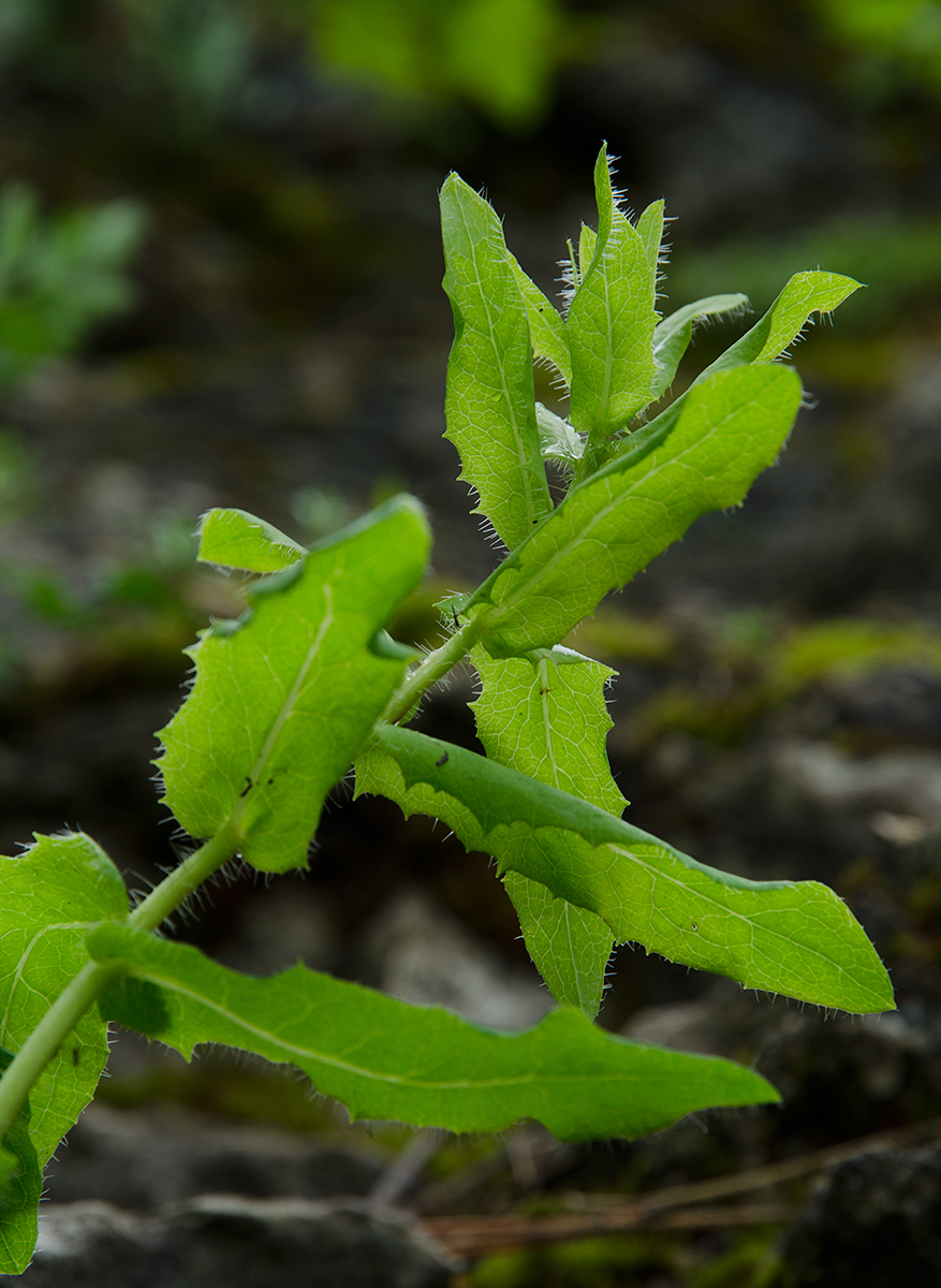 Image of Hieracium virosum specimen.