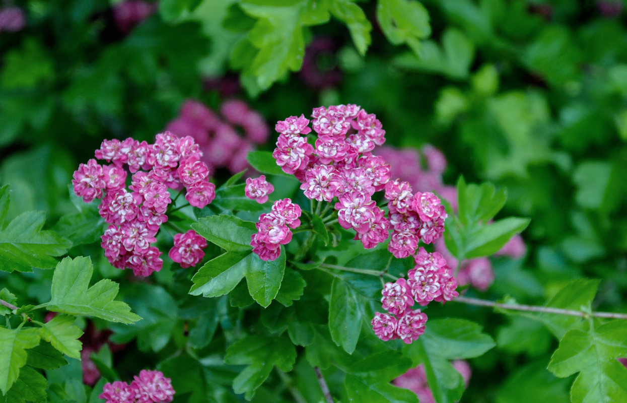 Image of Crataegus &times; media specimen.