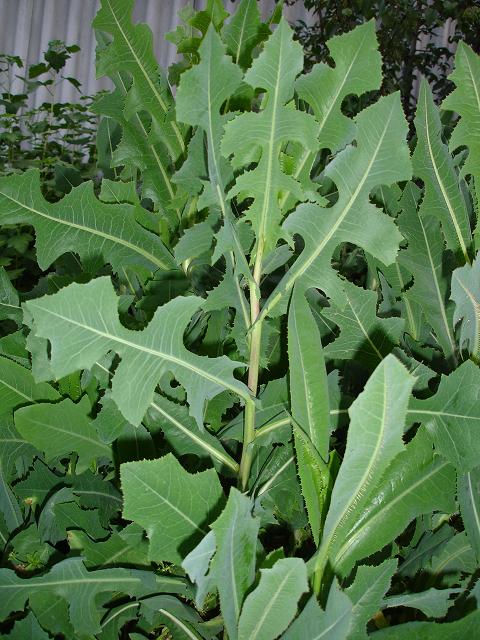 Image of Lactuca serriola specimen.