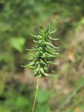 Phleum montanum. Аномальное соцветие. Кабардино-Балкария, Эльбрусский р-н, долина р. Тютюсу, ок. 1400 м н.у.м., каменистый склон. 29.07.2022.