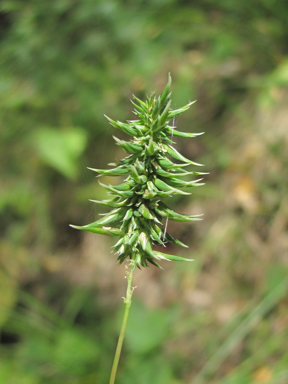 Изображение особи Phleum montanum.