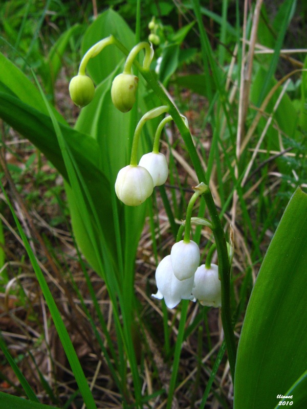 Изображение особи Convallaria majalis.