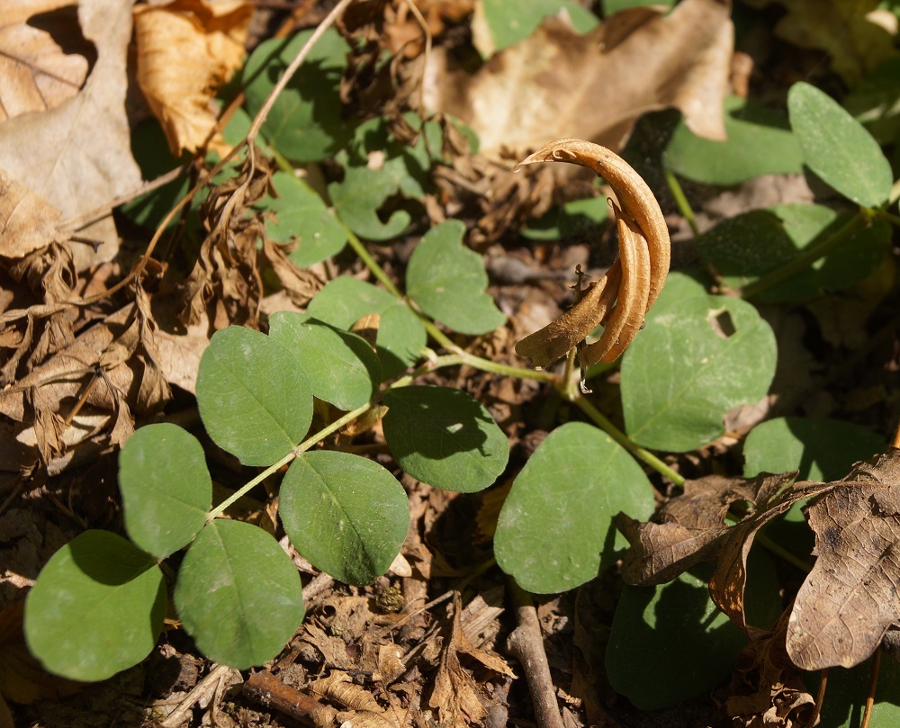 Image of Astragalus glycyphyllos specimen.