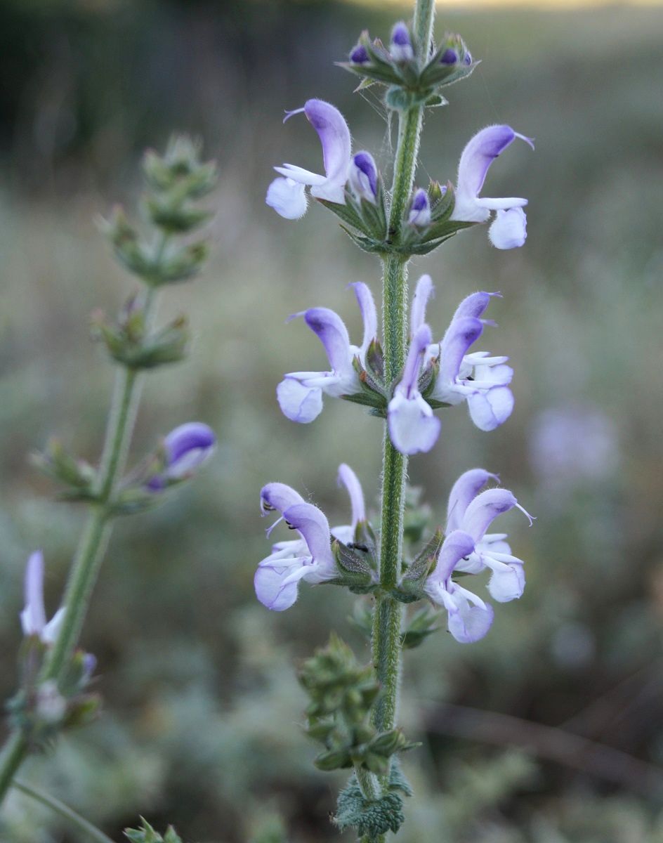 Изображение особи Salvia virgata.